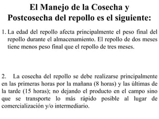 El Manejo de la Cosecha y
Postcosecha del repollo es el siguiente:
1. La edad del repollo afecta principalmente el peso final del
repollo durante el almacenamiento. El repollo de dos meses
tiene menos peso final que el repollo de tres meses.
2. La cosecha del repollo se debe realizarse principalmente
en las primeras horas por la mañana (8 horas) y las últimas de
la tarde (15 horas); no dejando el producto en el campo sino
que se transporte lo más rápido posible al lugar de
comercialización y/o intermediario.
 