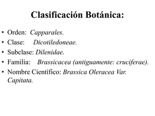 Clasificación Botánica:
• Orden: Capparales.
• Clase: Dicotiledoneae.
• Subclase: Dilenidae.
• Familia: Brassicacea (antiguamente: cruciferae).
• Nombre Científico: Brassica Oleracea Var.
Capitata.
 