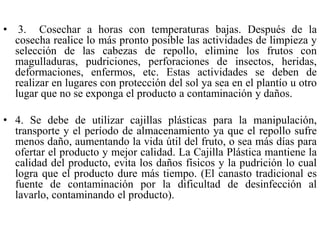 • 3. Cosechar a horas con temperaturas bajas. Después de la
cosecha realice lo más pronto posible las actividades de limpieza y
selección de las cabezas de repollo, elimine los frutos con
magulladuras, pudriciones, perforaciones de insectos, heridas,
deformaciones, enfermos, etc. Estas actividades se deben de
realizar en lugares con protección del sol ya sea en el plantío u otro
lugar que no se exponga el producto a contaminación y daños.
• 4. Se debe de utilizar cajillas plásticas para la manipulación,
transporte y el período de almacenamiento ya que el repollo sufre
menos daño, aumentando la vida útil del fruto, o sea más días para
ofertar el producto y mejor calidad. La Cajilla Plástica mantiene la
calidad del producto, evita los daños físicos y la pudrición lo cual
logra que el producto dure más tiempo. (El canasto tradicional es
fuente de contaminación por la dificultad de desinfección al
lavarlo, contaminando el producto).
 