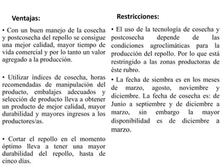 Ventajas:
• Con un buen manejo de la cosecha
y postcosecha del repollo se consigue
una mejor calidad, mayor tiempo de
vida comercial y por lo tanto un valor
agregado a la producción.
• Utilizar índices de cosecha, horas
recomendadas de manipulación del
producto, embalajes adecuados y
selección de producto lleva a obtener
un producto de mejor calidad, mayor
durabilidad y mayores ingresos a los
productores/as.
• Cortar el repollo en el momento
óptimo lleva a tener una mayor
durabilidad del repollo, hasta de
cinco días.
Restricciones:
• El uso de la tecnología de cosecha y
postcosecha depende de las
condiciones agroclimáticas para la
producción del repollo. Por lo que está
restringido a las zonas productoras de
éste rubro.
• La fecha de siembra es en los meses
de marzo, agosto, noviembre y
diciembre. La fecha de cosecha es: de
Junio a septiembre y de diciembre a
marzo, sin embargo la mayor
disponibilidad es de diciembre a
marzo.
 