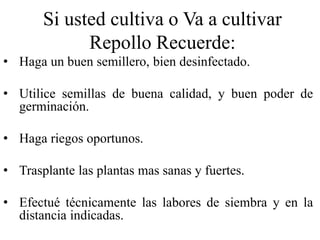 Si usted cultiva o Va a cultivar
Repollo Recuerde:
• Haga un buen semillero, bien desinfectado.
• Utilice semillas de buena calidad, y buen poder de
germinación.
• Haga riegos oportunos.
• Trasplante las plantas mas sanas y fuertes.
• Efectué técnicamente las labores de siembra y en la
distancia indicadas.
 