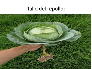 Tallo del repollo:
 