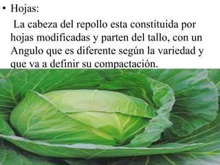 • Hojas:
La cabeza del repollo esta constituida por
hojas modificadas y parten del tallo, con un
Angulo que es diferente según la variedad y
que va a definir su compactación.
 