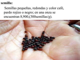 semilla:
Semillas pequeñas, redondas y color café,
pardo rojizo o negro; en una onza se
encuentran 8,900,(300semillas/g).
 