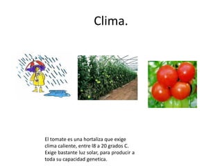 Clima.




El tomate es una hortaliza que exige
clima caliente, entre l8 a 20 grados C.
Exige bastante luz solar, para producir a
toda su capacidad genetica.
 