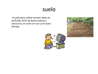 suelo
el suelo para cultivar tomate, debe ser
profundo, fertil, de buena textura y
estructura, en suma ser rico y con buen
drenaje.
 