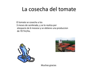 La cosecha del tomate

El tomate se cosecha a los
3 meses de sembrado, y se lo realiza por
elespacio de 6 mesese y se obtiene una produccion
de 70 Tm/Ha.




                       Muchas gracias
 