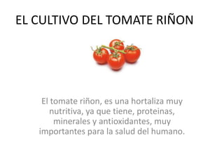 EL CULTIVO DEL TOMATE RIÑON




    El tomate riñon, es una hortaliza muy
       nutritiva, ya que tiene, proteinas,
        minerales y antioxidantes, muy
   importantes para la salud del humano.
 