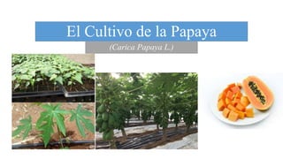 El Cultivo de la Papaya
(Carica Papaya L.)
 