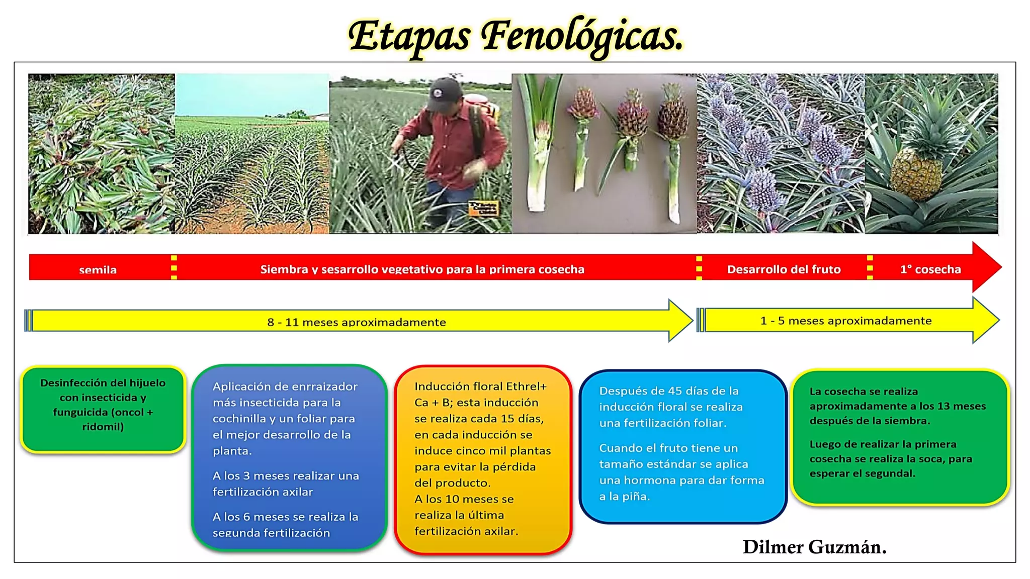 El Cultivo de Piña Honduras | PDF