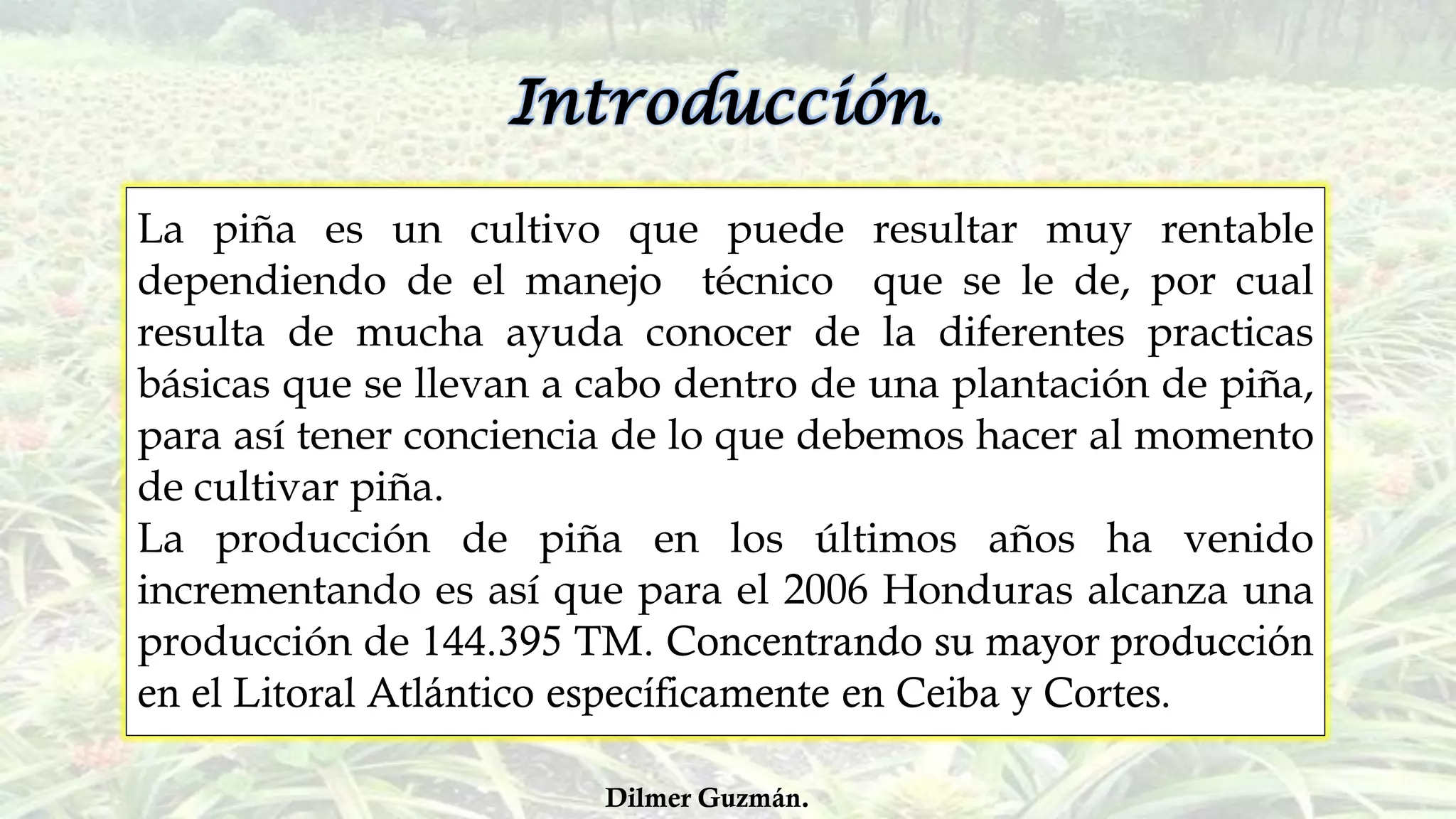 El Cultivo de Piña Honduras | PDF