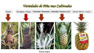 El Cultivo de Piña Honduras | PDF