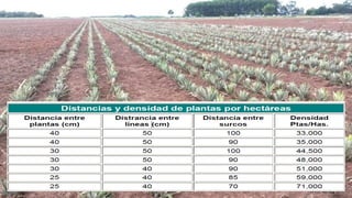 El Cultivo de Piña Honduras | PDF
