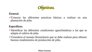 El Cultivo de Piña Honduras | PDF