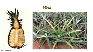 El Cultivo de Piña Honduras | PDF