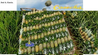 El Cultivo de Piña Honduras | PDF
