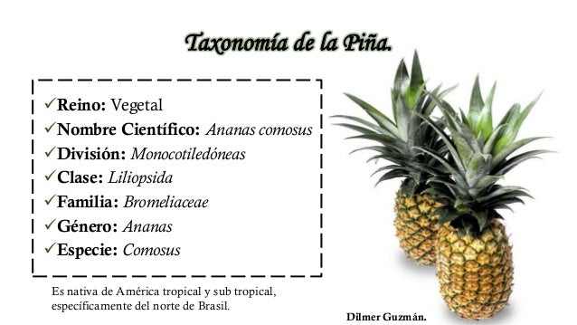 El Cultivo de Piña Honduras