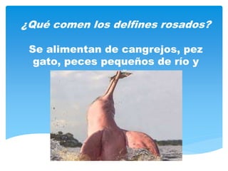 ¿Qué comen los delfines rosados?
Se alimentan de cangrejos, pez
gato, peces pequeños de río y
pequeñas.
 