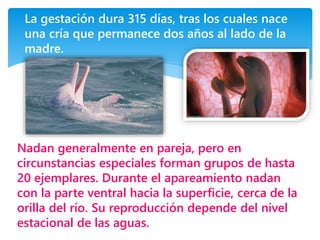 La gestación dura 315 días, tras los cuales nace
una cría que permanece dos años al lado de la
madre.
Nadan generalmente en pareja, pero en
circunstancias especiales forman grupos de hasta
20 ejemplares. Durante el apareamiento nadan
con la parte ventral hacia la superficie, cerca de la
orilla del río. Su reproducción depende del nivel
estacional de las aguas.
 