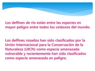 Los delfines de río están entre las especies en
mayor peligro entre todos los cetáceos del mundo.
Los delfines rosados ​​han sido clasificados por la
Unión Internacional para la Conservación de la
Naturaleza (UICN) como especie amenazada
vulnerable y recientemente han sido clasificados
como especie amenazada en peligro.
 