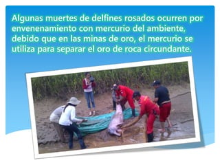 Algunas muertes de delfines rosados ocurren por
envenenamiento con mercurio del ambiente,
debido que en las minas de oro, el mercurio se
utiliza para separar el oro de roca circundante.
 