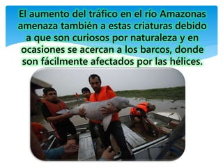El aumento del tráfico en el río Amazonas
amenaza también a estas criaturas debido
a que son curiosos por naturaleza y en
ocasiones se acercan a los barcos, donde
son fácilmente afectados por las hélices.
 