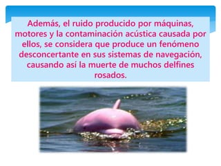 Además, el ruido producido por máquinas,
motores y la contaminación acústica causada por
ellos, se considera que produce un fenómeno
desconcertante en sus sistemas de navegación,
causando así la muerte de muchos delfines
rosados.
 