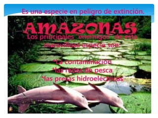 Es una especie en peligro de extinción.
Los principales “enemigos” de esta
maravillosa especie son:
*La contaminación
*las redes de pesca
*las presas hidroeléctricas
 