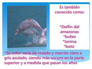 Es también
conocido como:
*Delfín del
amazonas
*bufeo
*tonina
*boto
*Su color varía de rosado y marrón claro a
gris azulado, siendo más oscuro en la parte
superior y a medida que pasan los años
 