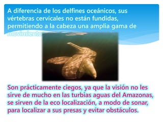A diferencia de los delfines oceánicos, sus
vértebras cervicales no están fundidas,
permitiendo a la cabeza una amplia gama de
movimientos.
Son prácticamente ciegos, ya que la visión no les
sirve de mucho en las turbias aguas del Amazonas,
se sirven de la eco localización, a modo de sonar,
para localizar a sus presas y evitar obstáculos.
 