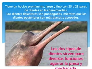 Tiene un hocico prominente, largo y fino con 25 a 28 pares
de dientes en las hemimaxilias.
Los dientes delanteros son puntiagudos, mientras que los
dientes posteriores son más planos y acopados.
Los dos tipos de
dientes sirven para
diversas funciones:
agarrar la presa y
 