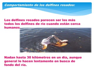 Comportamiento de los delfines rosados:
Los delfines rosados parecen ser los más
todos los delfines de río cuando están cerca
humanos.
Nadan hasta 30 kilómetros en un día, aunque
general lo hacen lentamente en busca de
fondo del río.
 