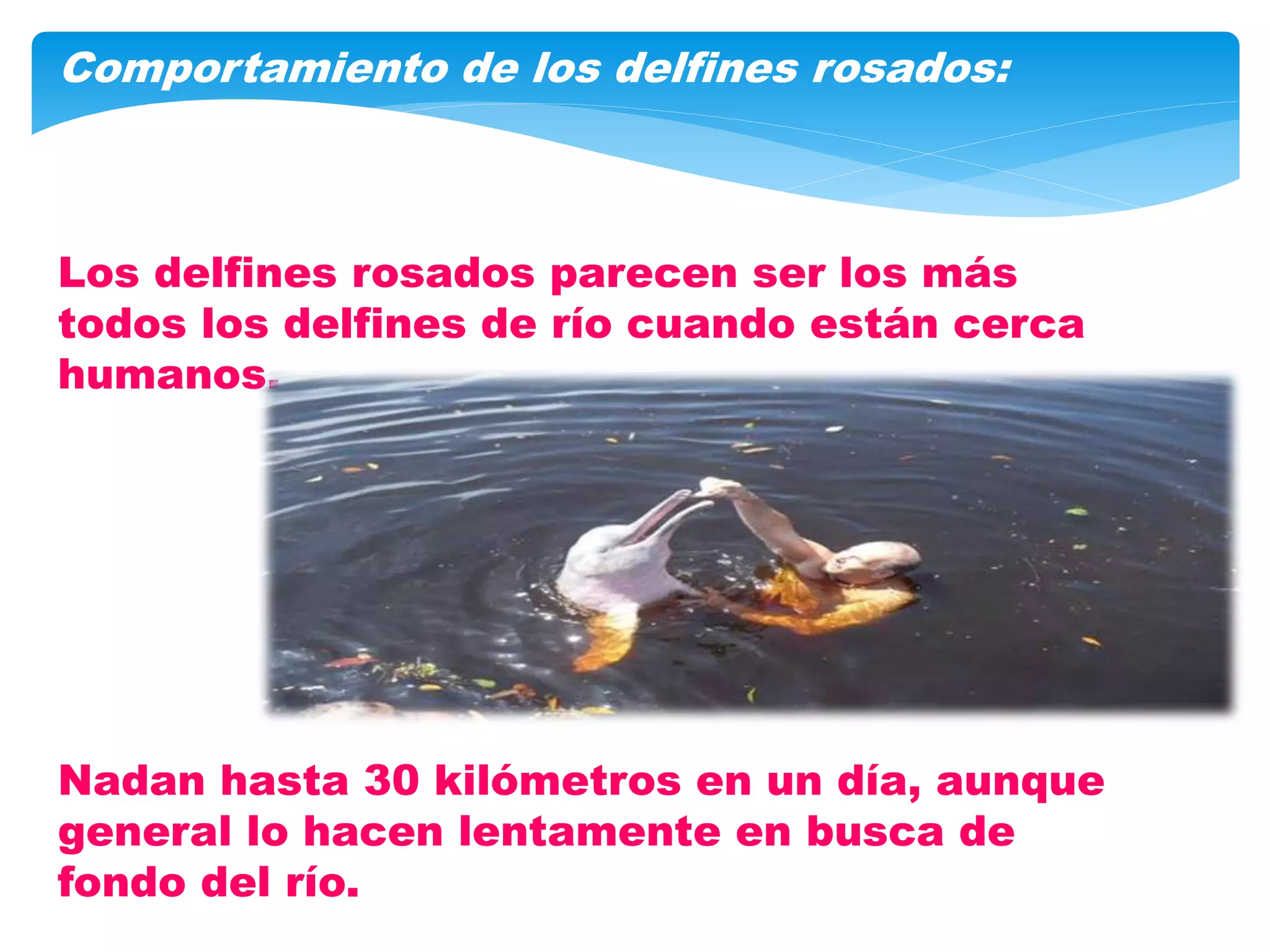 El delfin rosado en peligro de extinción | PPTX
