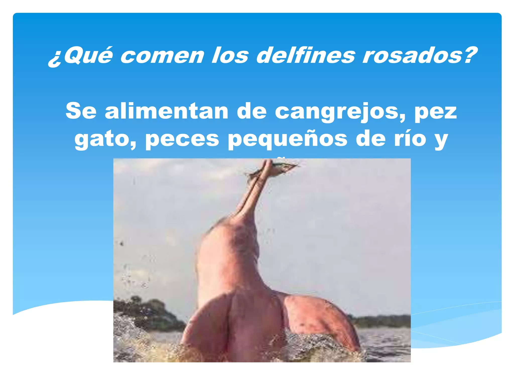 El delfin rosado en peligro de extinción | PPT