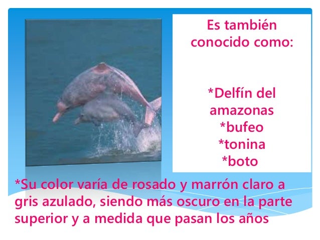 El delfin rosado en peligro de extinción