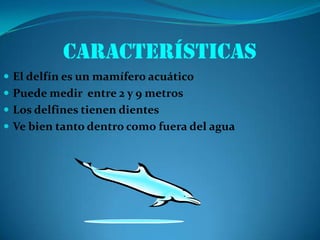 CARACTERÍSTICAS
 El delfín es un mamífero acuático
 Puede medir entre 2 y 9 metros
 Los delfines tienen dientes
 Ve bien tanto dentro como fuera del agua
 