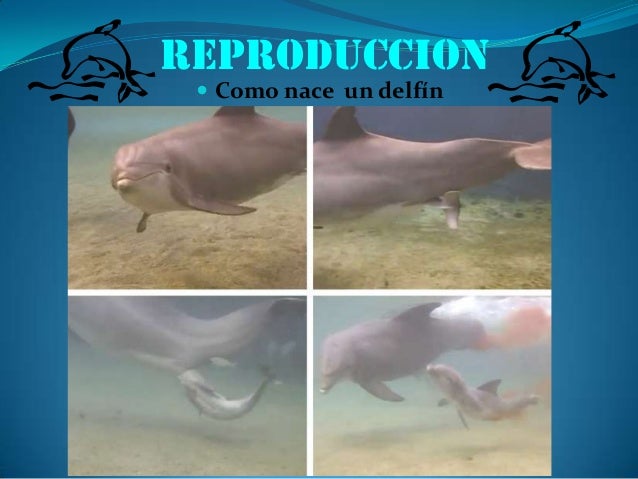 Как спариваются киты схема