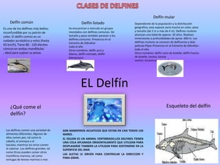 Delfín mular
Delfín común
Es uno de los delfines más bellos;
inconfundible por su patrón de
color. El delfín común es un
nadador acrobático y veloz (hasta
65 km/h). Tiene 80 - 120 dientes
cónicos en ambas mandíbulas
, ideal para sujetar su presa.

Delfín listado
Se encuentran a menudo en grupos
mezclados con delfines comunes. De
tamaño y peso también parecen a los
delfines comunes. Presencia en el
Estrecho de Gibraltar:
todo el año
Otros nombres: delfín azul y
blanco, delfín estriado, delfín
blanquiazul

Dependiente de la populación y la distribución
geográfica, esta especie varia mucho en color, peso
y tamaño (de 2 m a más de 4 m). Delfines mulares
alcanzan una edad de approx. 30 años. Realizan
inmersiones a profundidades de aprox. 600 m. Los
delfines mulares se conocen de delfinarios y dela
película Flíper.Presencia en el Estrecho de Gibraltar:
todo el año
Otros nombres: delfín nariz de botella, delfín hocico
de botella, tonina, tonina
común, tursiotruncado, bufeo

EL Delfín
Esqueleto del delfín

¿Qué come el
delfín?
Los delfines comen una variedad de
alimentos diferentes. Algunos de
ellos comen pez, tal como la
caballa, el arenque y el
bacalao, mientras los otros comen
el calamar. Los delfines grandes, tal
como Orcas pueden comer otros
mamíferos marinos, tal como
tortugas de leones marinos o mar.

SON MAMIFEROS ACUATICOS QUE ESTAN EN CASI TODOS LOS
MARES .
EL DELDIN ES UN ANIMAL VERTEBRADO,LOS DELFINES TIENEN
UNA COLA APLANADA ORISONTALMENTE QUE UTILIZAN PARA
DESPLASARSE TAMBIEN LA UTILIZAN PARA SOSTENERSE EN LA
SUPERFICIE DEL MAR.
LAS ALETAS LE SIRVEN PARA CONTROLAR LA DIRECCION Y
PARA GIRAR.

 