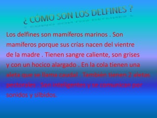 Los delfines son mamíferos marinos . Son
mamíferos porque sus crías nacen del vientre
de la madre . Tienen sangre caliente, son grises
y con un hocico alargado . En la cola tienen una
aleta que se llama caudal . También tienen 2 aletas
pectorales . Son inteligentes y se comunican por
sonidos y silbidos.