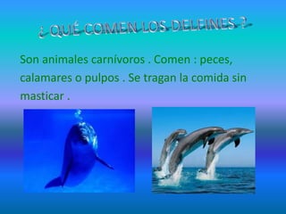 Son animales carnívoros . Comen : peces,
calamares o pulpos . Se tragan la comida sin
masticar .