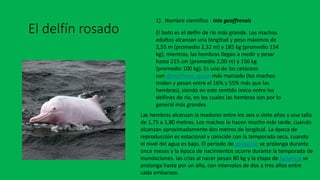 El delfín rosado
1) Nombre cientifíco : Inia geoffrensis
El boto es el delfín de río más grande. Los machos
adultos alcanzan una longitud y peso máximos de
2,55 m (promedio 2,32 m) y 185 kg (promedio 154
kg), mientras, las hembras llegan a medir y pesar
hasta 215 cm (promedio 2,00 m) y 150 kg
(promedio 100 kg). Es uno de los cetáceos
con dimorfismo sexual más marcado (los machos
miden y pesan entre el 16% y 55% más que las
hembras), siendo en este sentido único entre los
delfines de río, en los cuales las hembras son por lo
general más grandes
Las hembras alcanzan la madurez entre los seis o siete años y una talla
de 1,75 a 1,80 metros. Los machos lo hacen mucho más tarde, cuando
alcanzan aproximadamente dos metros de longitud. La época de
reproducción es estacional y coincide con la temporada seca, cuando
el nivel del agua es bajo. El periodo de gestación se prolonga durante
once meses y la época de nacimientos ocurre durante la temporada de
inundaciones. las crías al nacer pesan 80 kg y la etapa de lactancia se
prolonga hasta por un año, con intervalos de dos a tres años entre
cada embarazo.
 