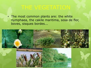 THE VEGETATION
• The most common plants are: the white
nymphaea, the cakile maritima, sosa de flor,
boves, sisques bordes...
 