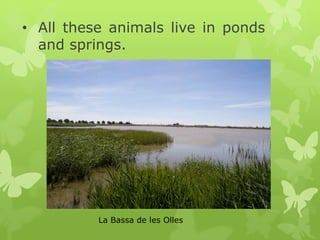• All these animals live in ponds
and springs.
La Bassa de les Olles
 