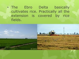 • The Ebro Delta basically
cultivates rice. Practically all the
extension is covered by rice
fields.
 