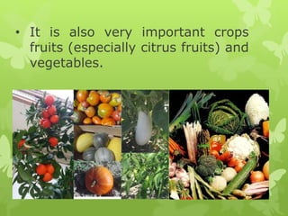 • It is also very important crops
fruits (especially citrus fruits) and
vegetables.
 