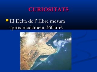 CURIOSITATSCURIOSITATS
 El Delta de l’ Ebre mesuraEl Delta de l’ Ebre mesura
aproximadament 360km².aproximadament 360km².
 