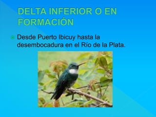  Desde Puerto Ibicuy hasta la
desembocadura en el Río de la Plata.
 