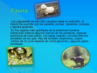 Los yaguaretés se han sido cazados hasta su extinción, lo
mismo ha ocurrido con los yacarés, pumas , pecaríes, curiyúes
y aguara guazúes.
En los lugares más apartados de la presencia humana
sobreviven todavía algunos ciervos de los pantanos, especie
autóctona de color pardo, con patas negras y círculos blancos
alrededor de los ojos. Hay allí también carpinchos, coipos
,lobitos de río (una especie de nutria genuina) y algunos gatos
monteses.
 