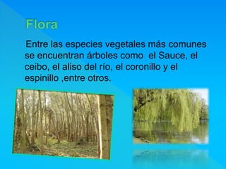 Entre las especies vegetales más comunes
se encuentran árboles como el Sauce, el
ceibo, el aliso del río, el coronillo y el
espinillo ,entre otros.
 