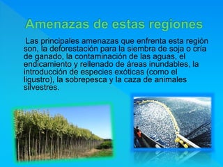 Las principales amenazas que enfrenta esta región
son, la deforestación para la siembra de soja o cría
de ganado, la contaminación de las aguas, el
endicamiento y rellenado de áreas inundables, la
introducción de especies exóticas (como el
ligustro), la sobrepesca y la caza de animales
silvestres.
 